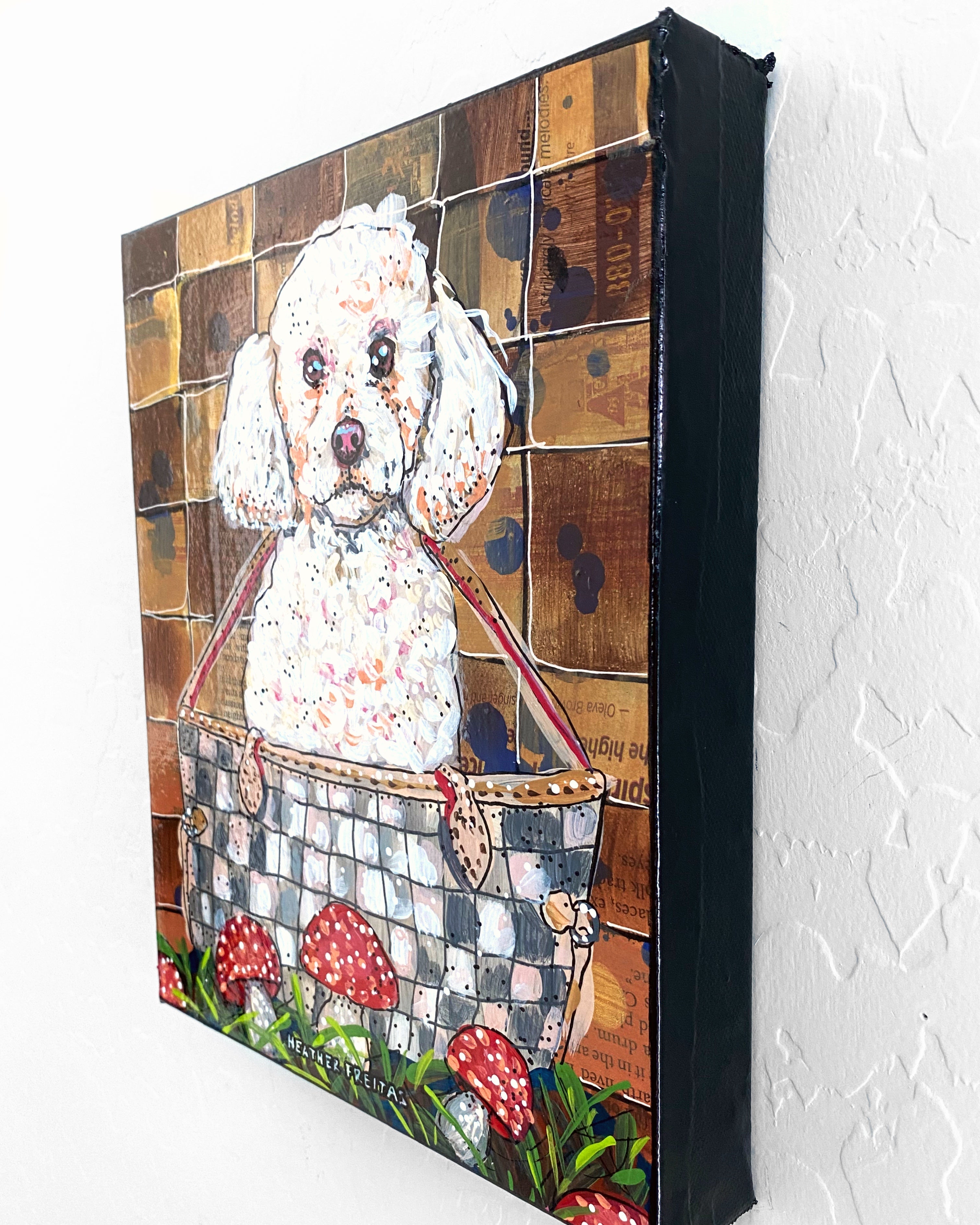 White Toy Poodle - Heather Freitas 